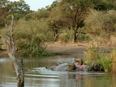 Timbavati-Private-Nature-Reserve